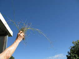 Image of Australian lovegrass