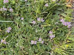 Image of musky stork's bill