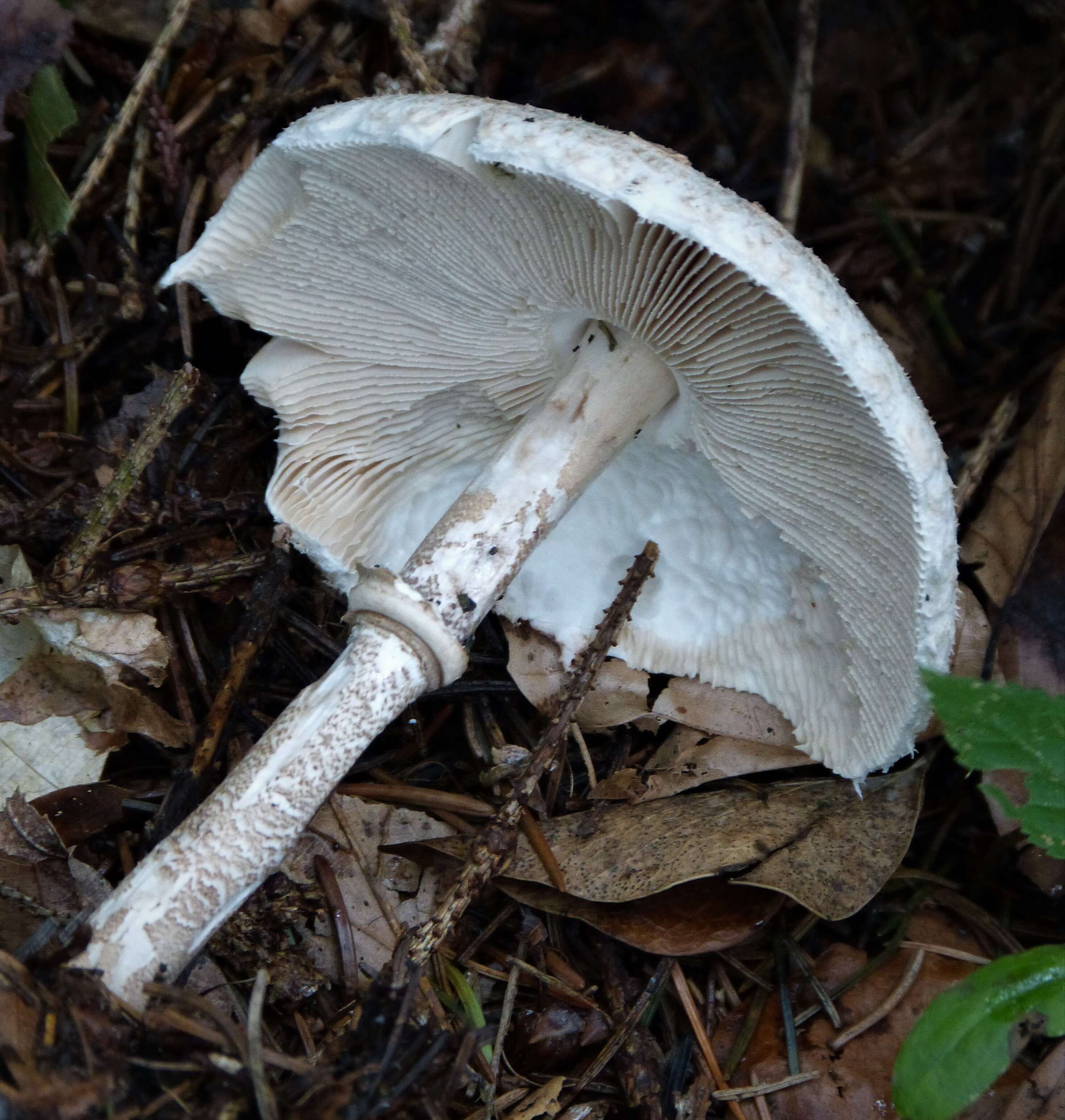 Macrolepiota mastoidea (Fr.) Singer 1951 resmi