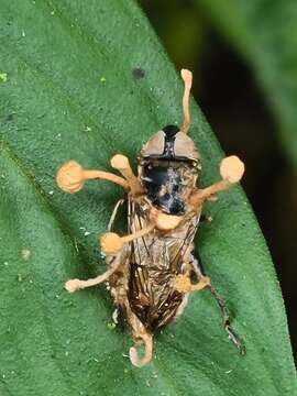 Ophiocordyceps dipterigena (Berk. & Broome) G. H. Sung, J. M. Sung, Hywel-Jones & Spatafora 2007的圖片