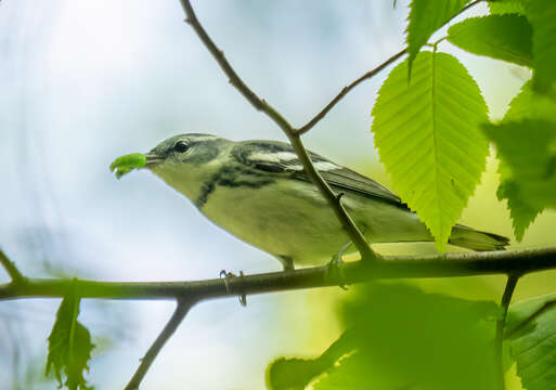 Image of Cerulean Warbler