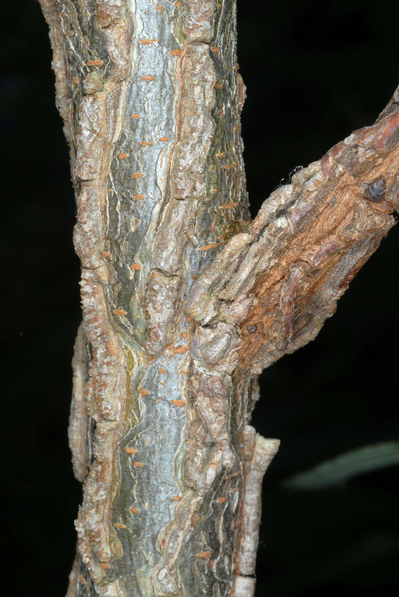 Image of cork elm