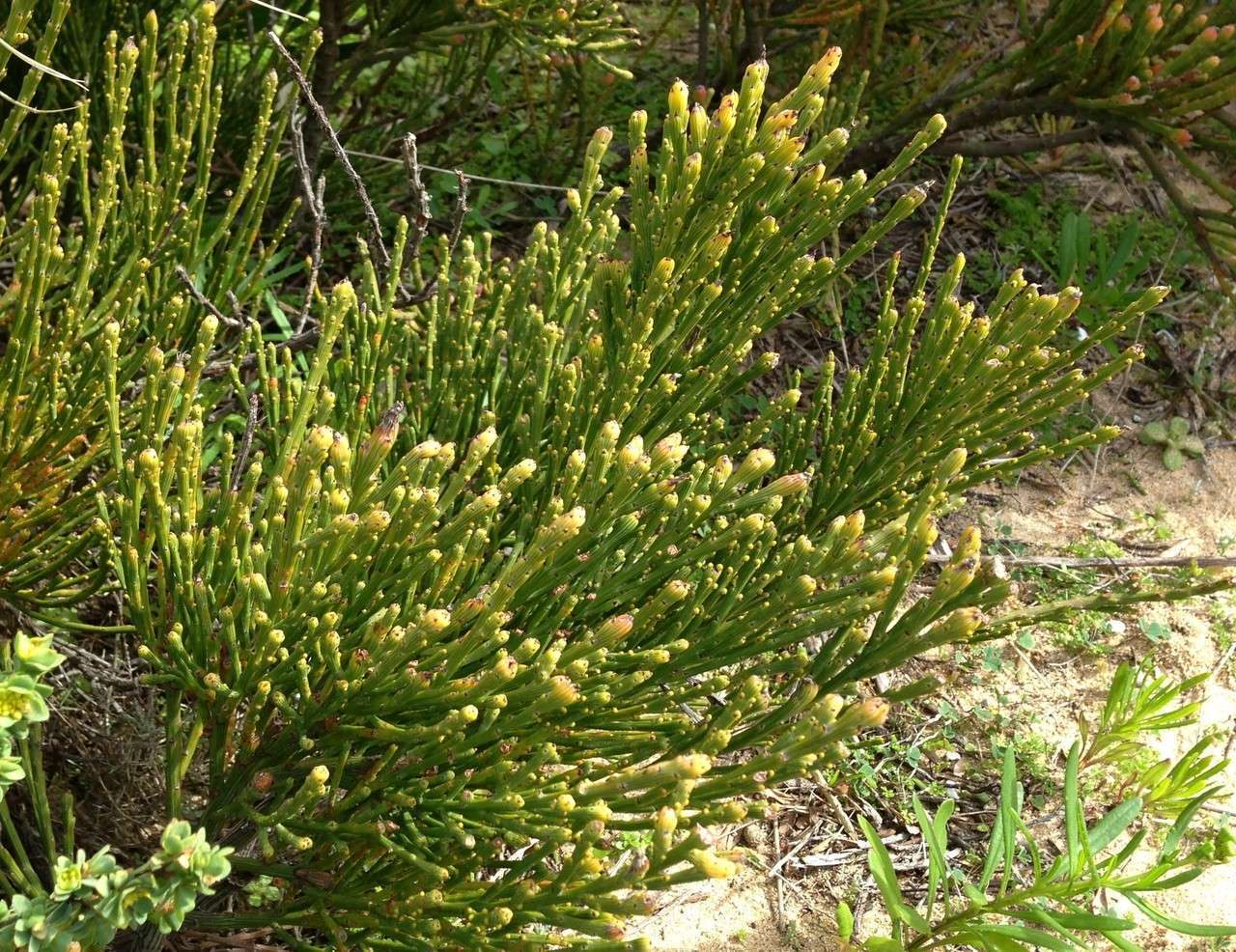 Image de Exocarpos syrticola (F. Müll. ex Miq.) Stauffer