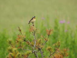 Image of Whinchat