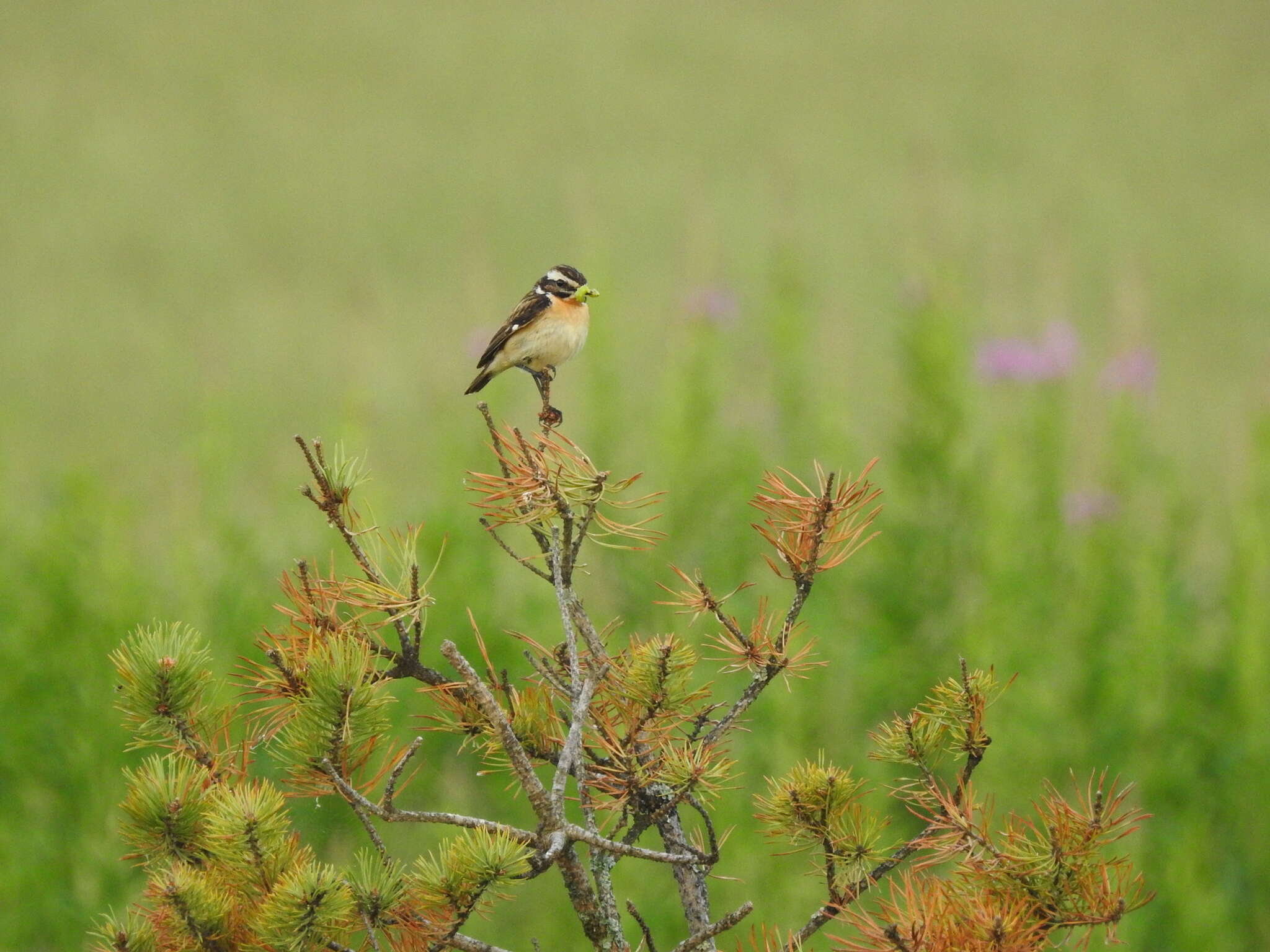 Image of Whinchat