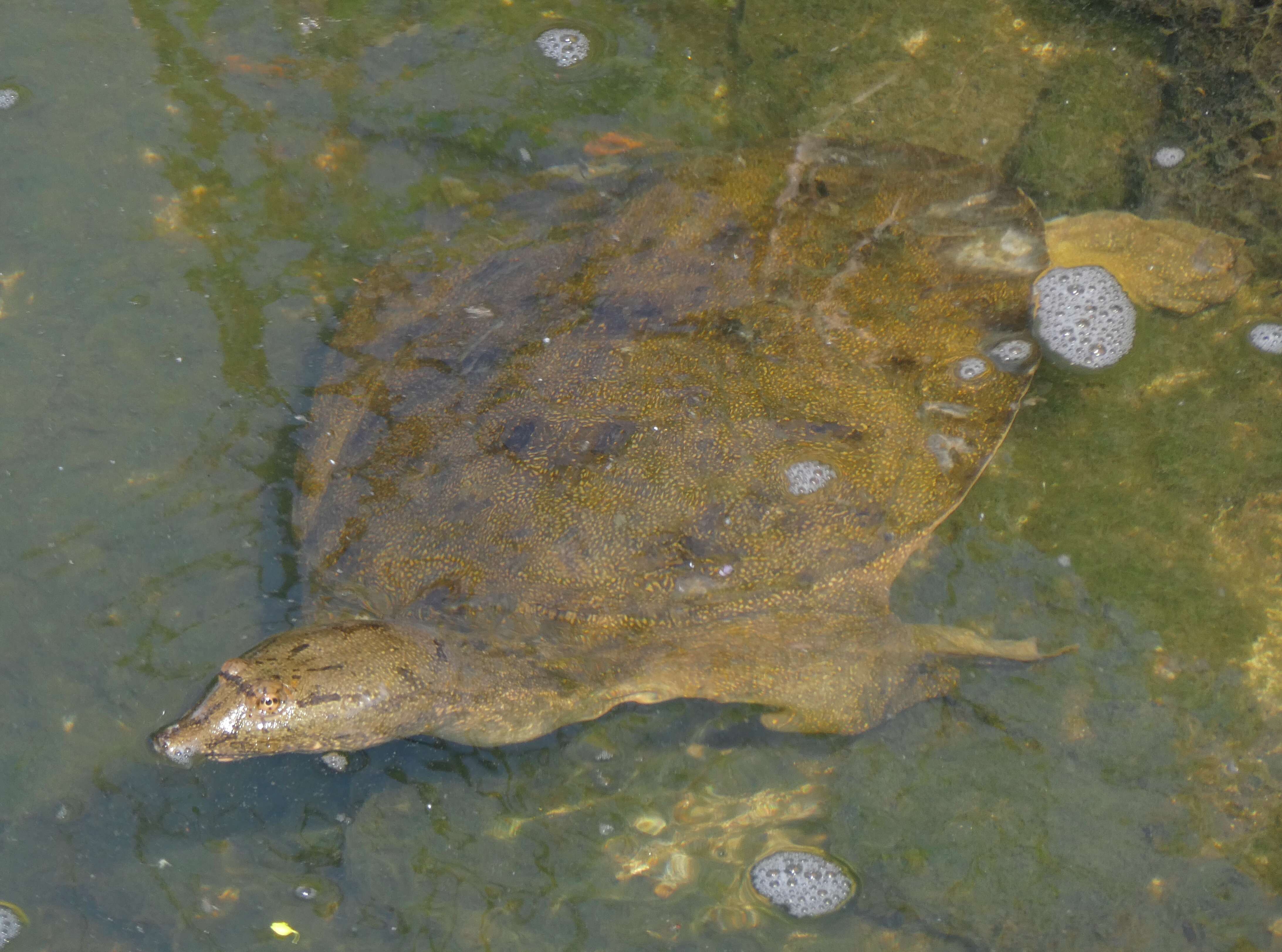 Image of Northern Chinese softshell turtle