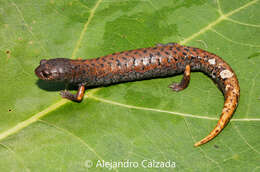 Image of Mustache False Brook Salamander