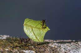 Image of Leaf-cutter ant