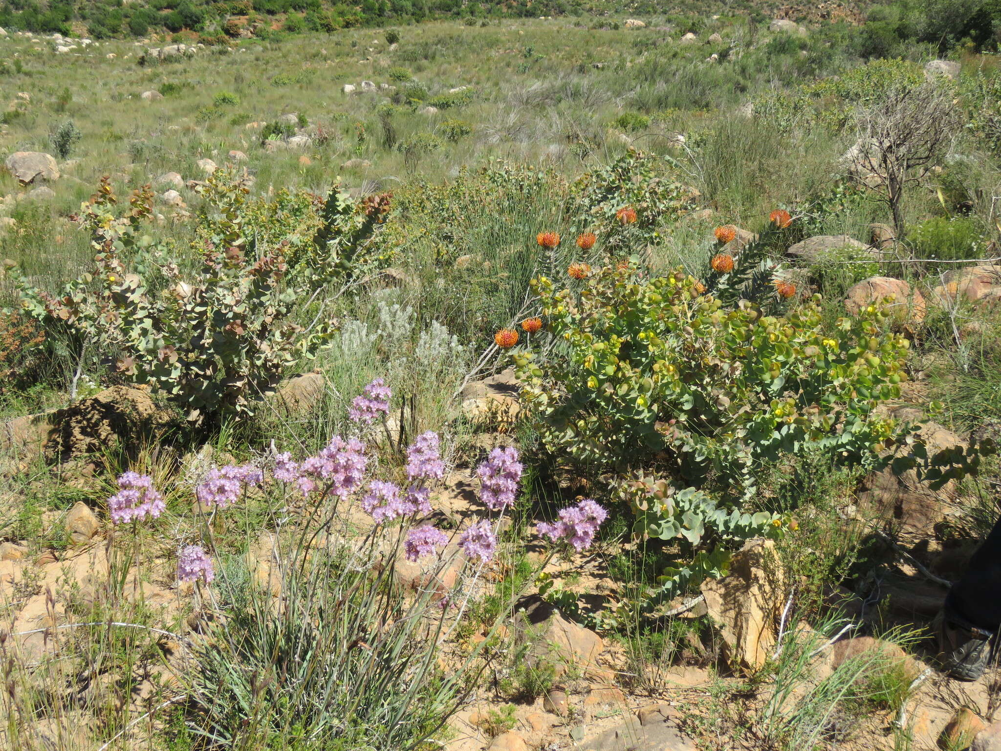 Image of silky-haired pincushion