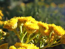 Image of common tansy