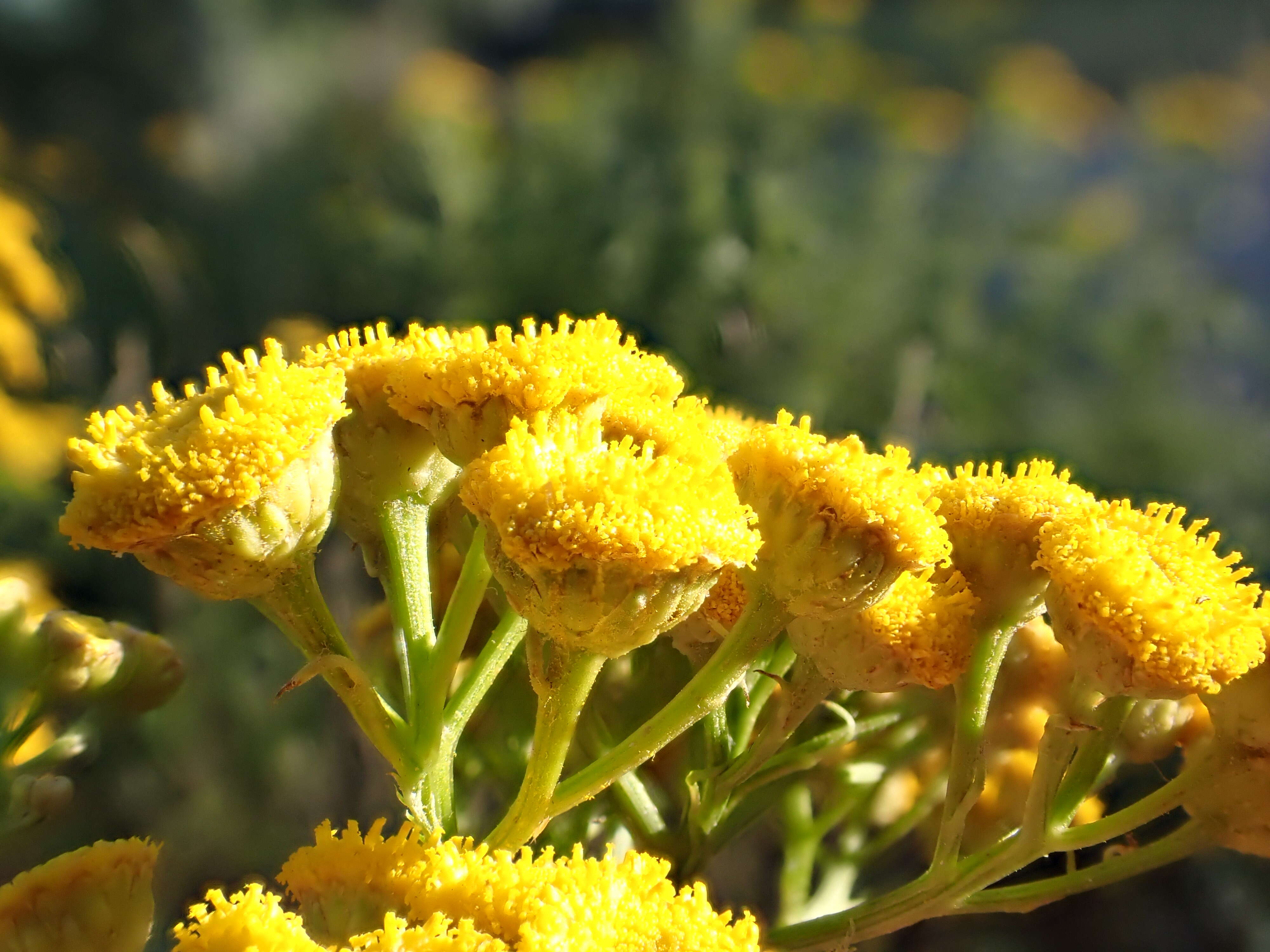 Image of common tansy