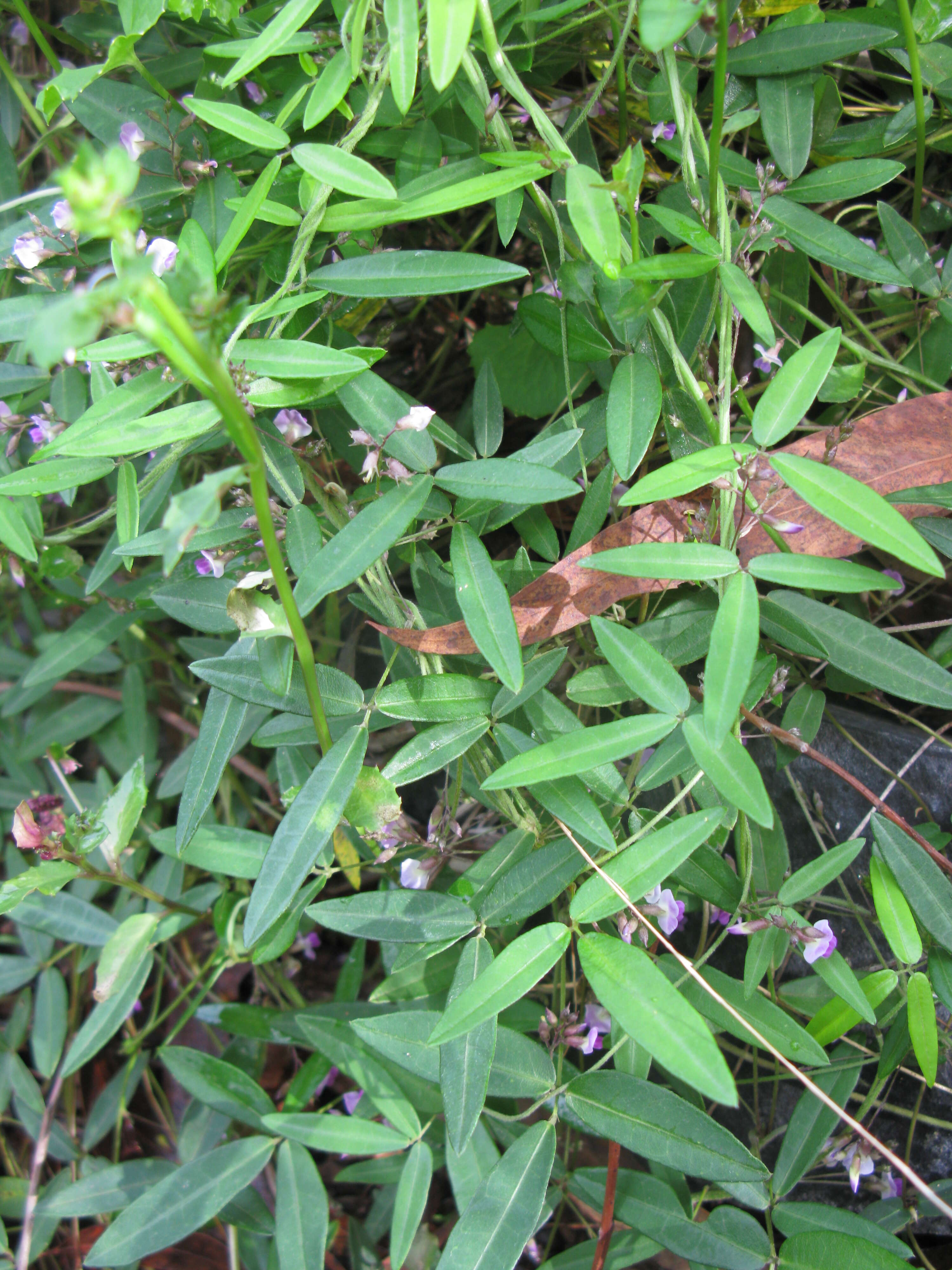 Image of Glycine cyrtoloba Tindale