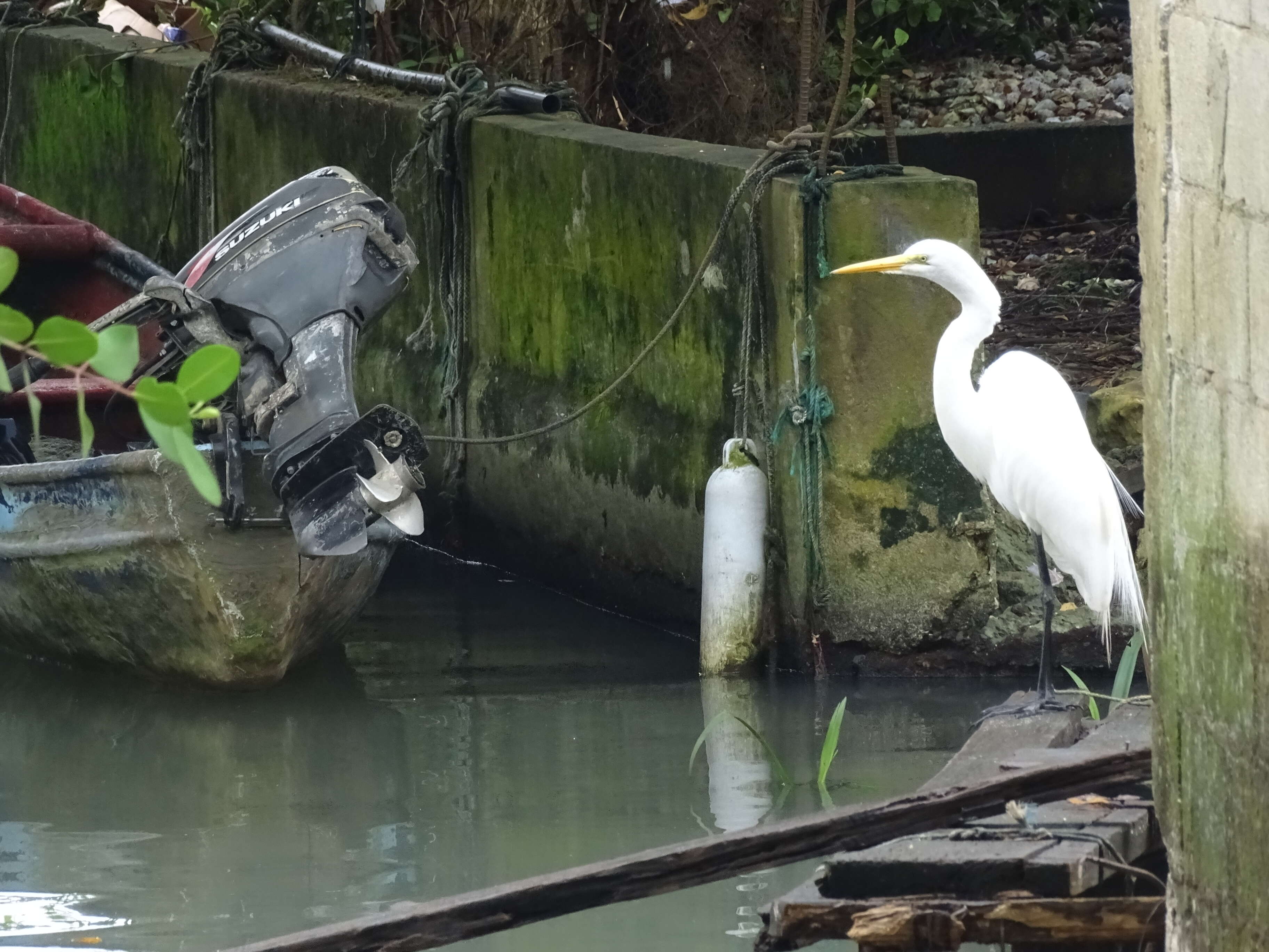 Image of Great Egret