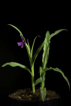 Image of Roscoea schneideriana (Loes.) Cowley