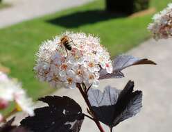 Plancia ëd Physocarpus