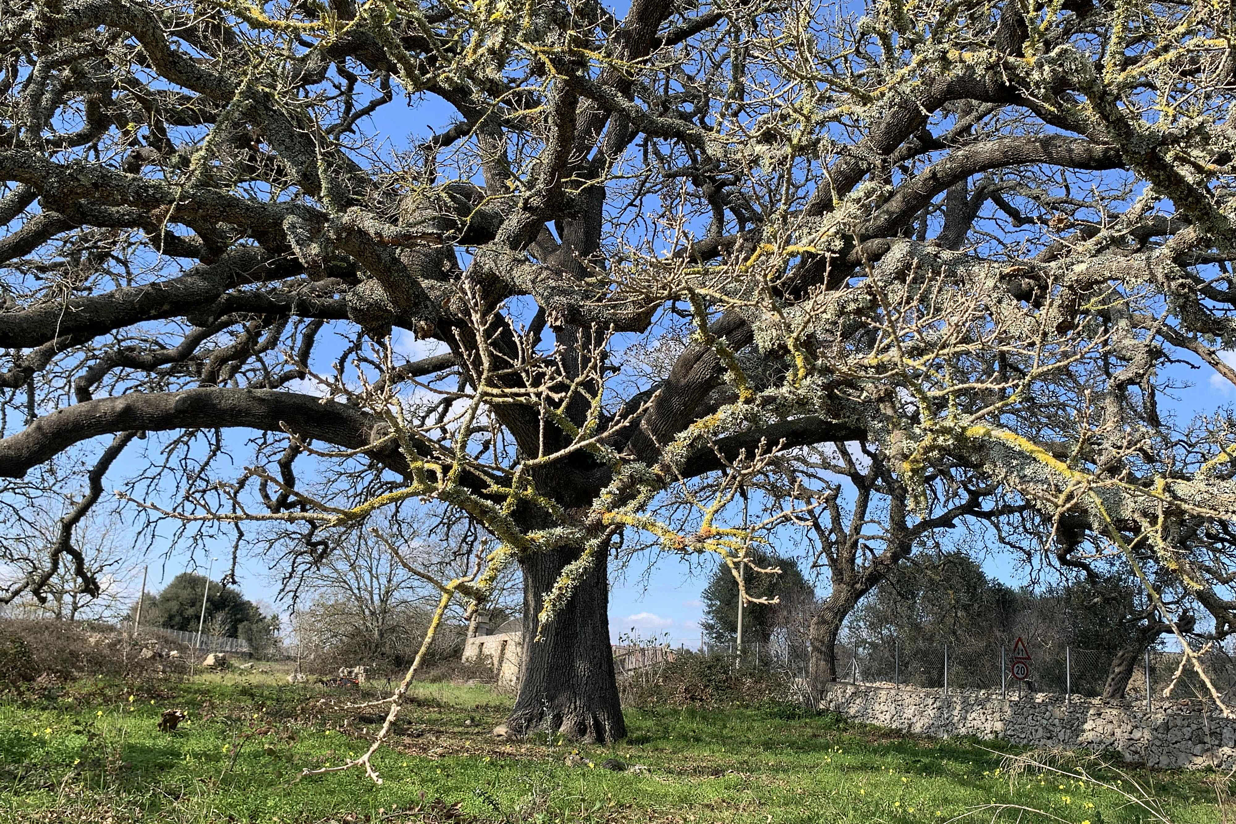 Image of Vallonea oak