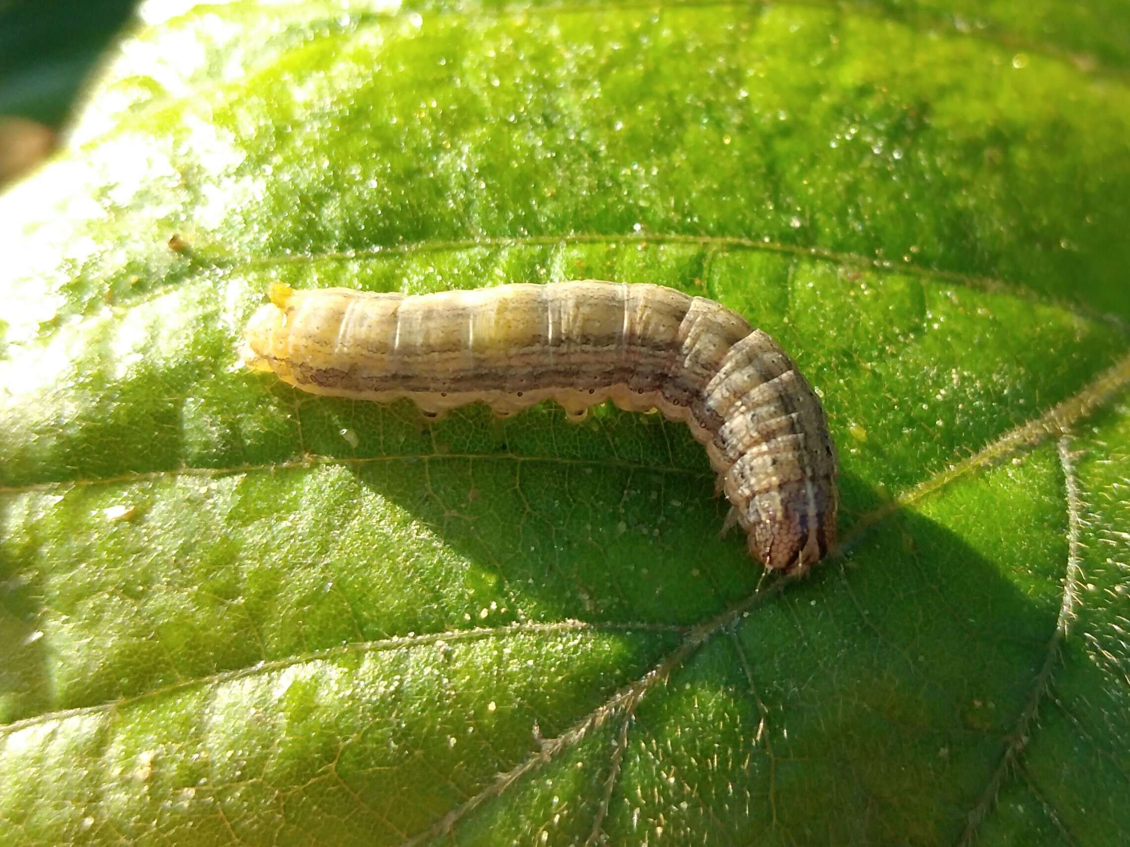 Image of Fall Armyworm Moth