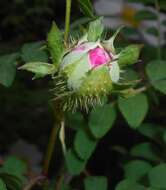 Image of chestnut rose