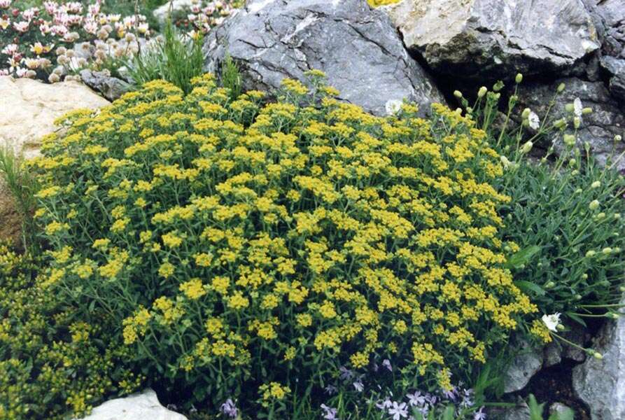 Sivun Alyssum serpyllifolium Desf. kuva