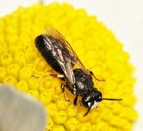 Image of Hylaeus nigritus (Fabricius 1798)