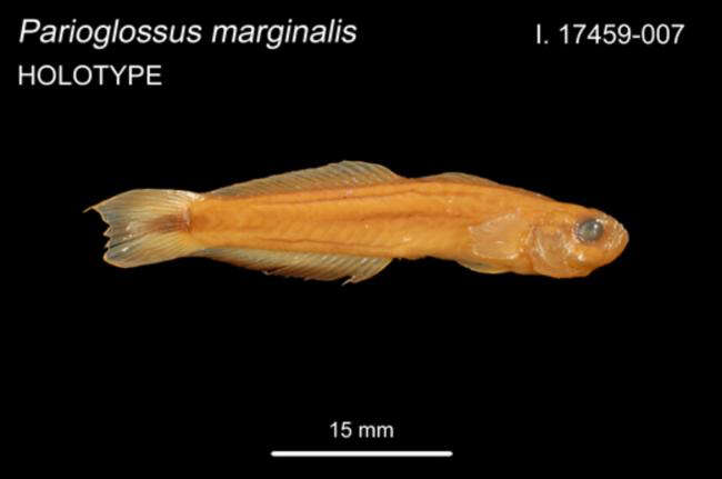 Image of Blackmargin Dartfish