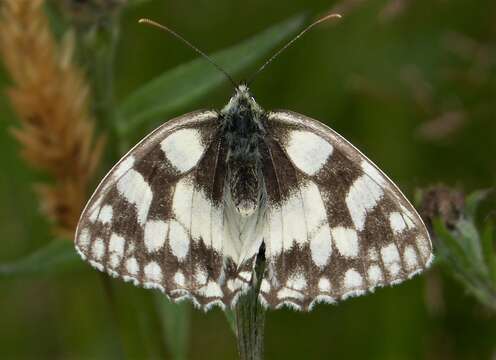 Image of marbled white