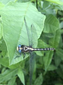 Image of Olive Clubtail