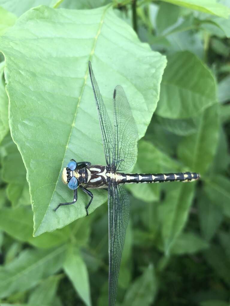 Image of Olive Clubtail