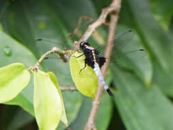 Imagem de Cyanothemis simpsoni Ris 1915