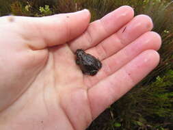 Image of Rose’s Mountain Toadlet