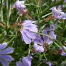 Scaevola oxyclona F. Müll. resmi