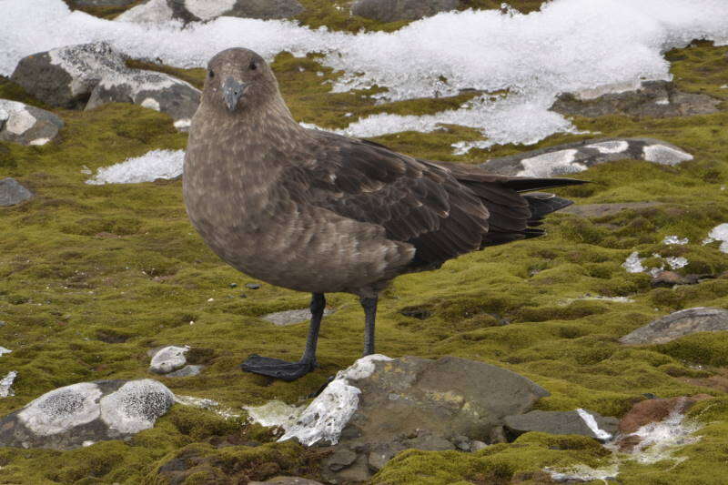 Image of Brown Skua