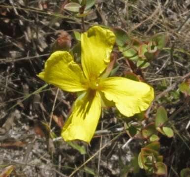 Image of fourpetal St. Johnswort