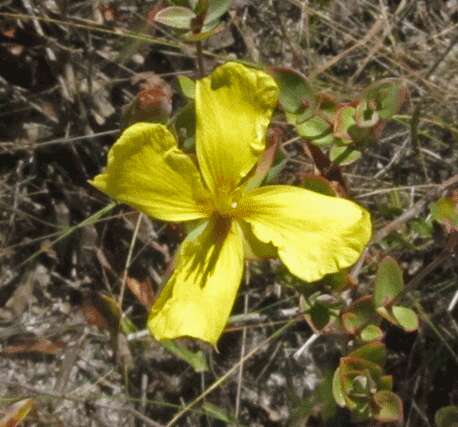 Plancia ëd Hypericum tetrapetalum Lam.