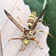 Image of Wasp