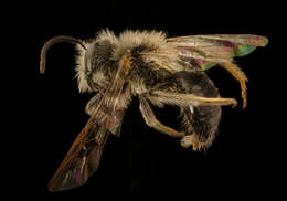 Image of Andrena pruni Robertson 1891