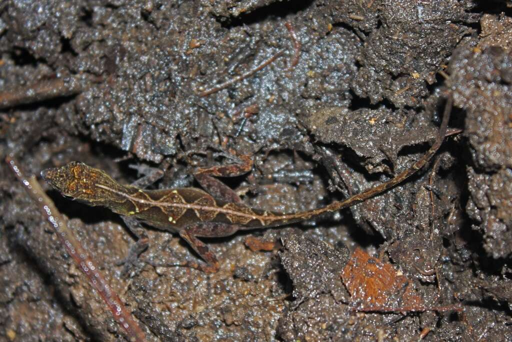 Image of Bueycito Anole