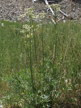 Image of Swamp Whiteheads