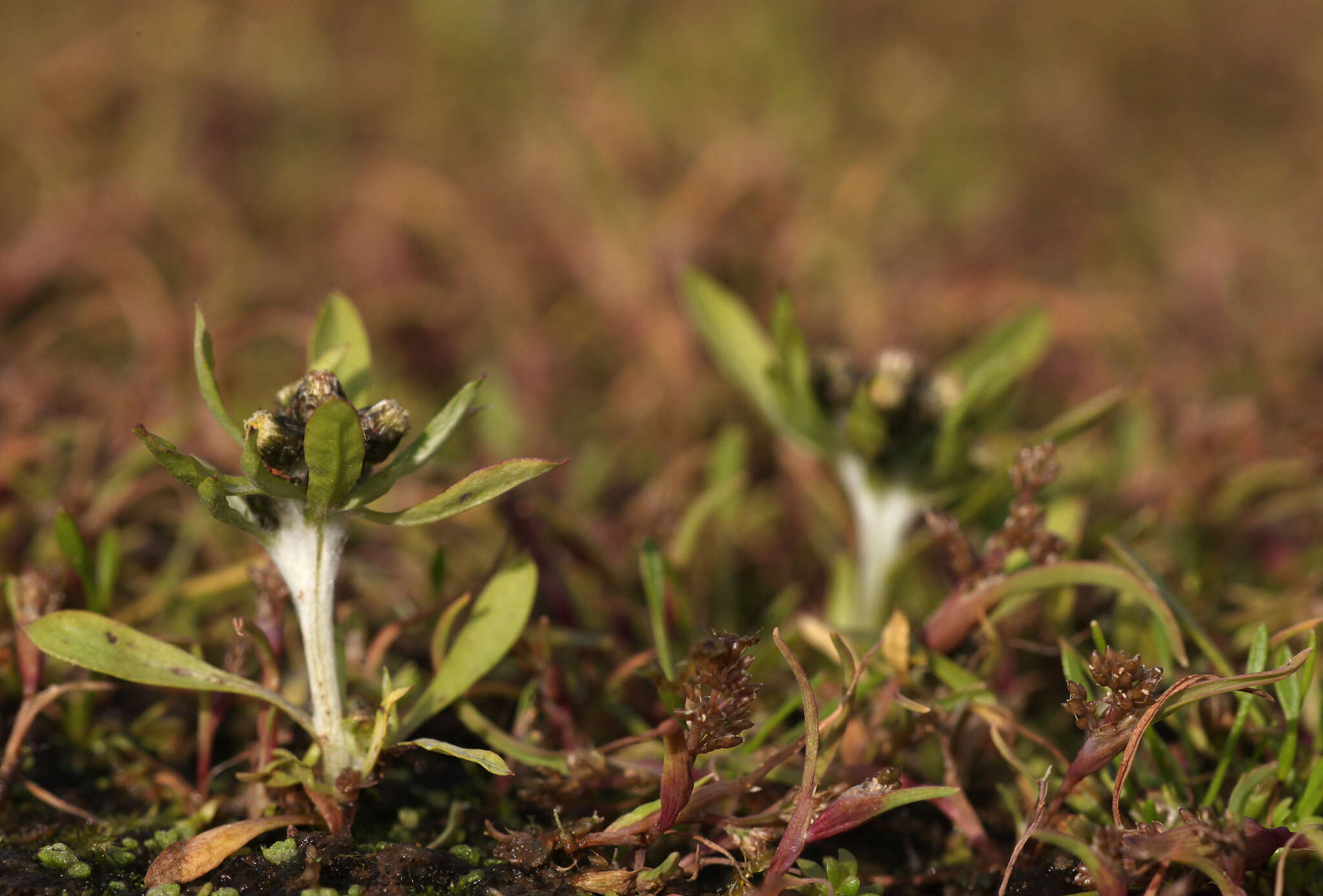 Image of mossgrass