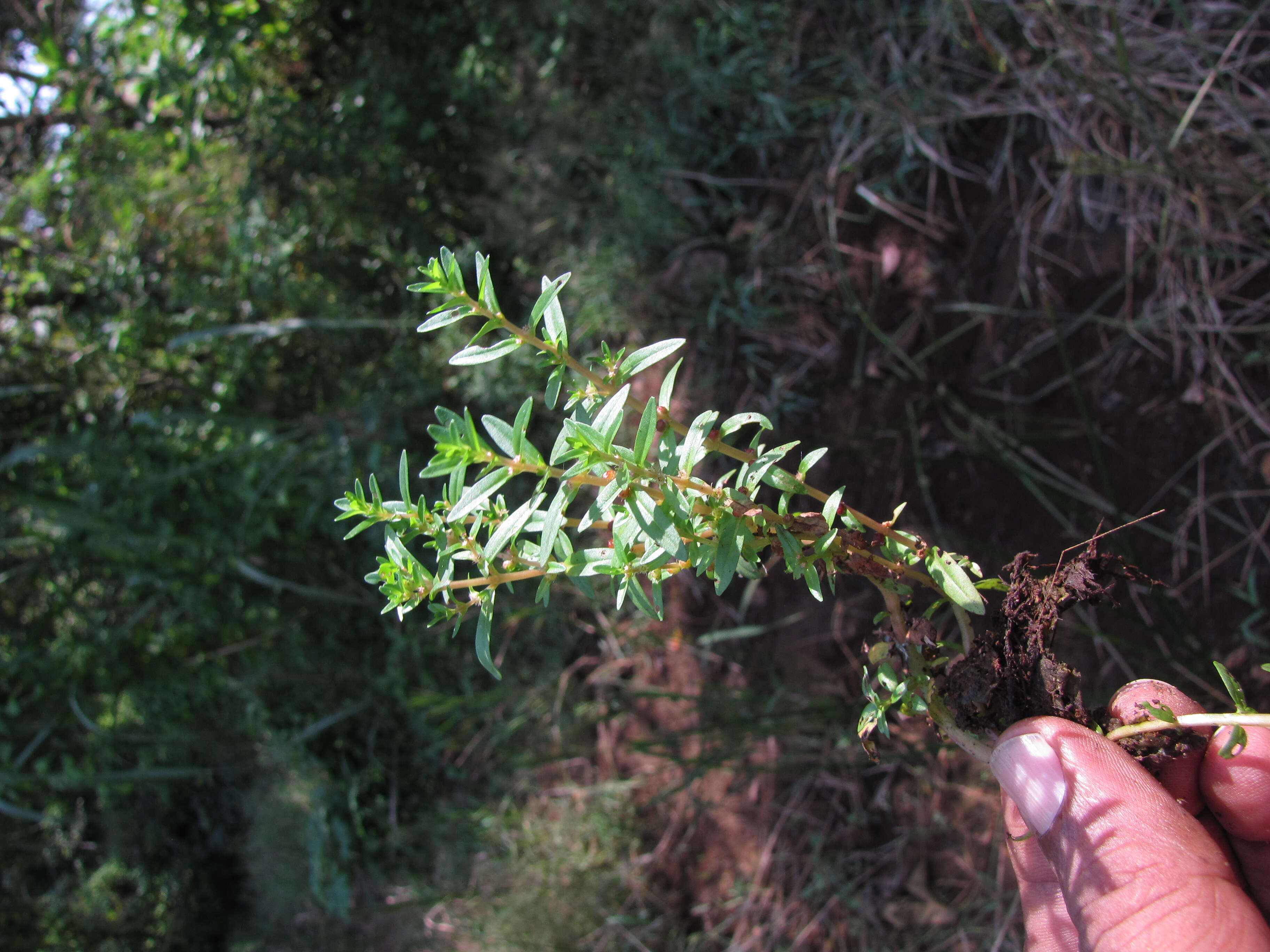 Image of rotala