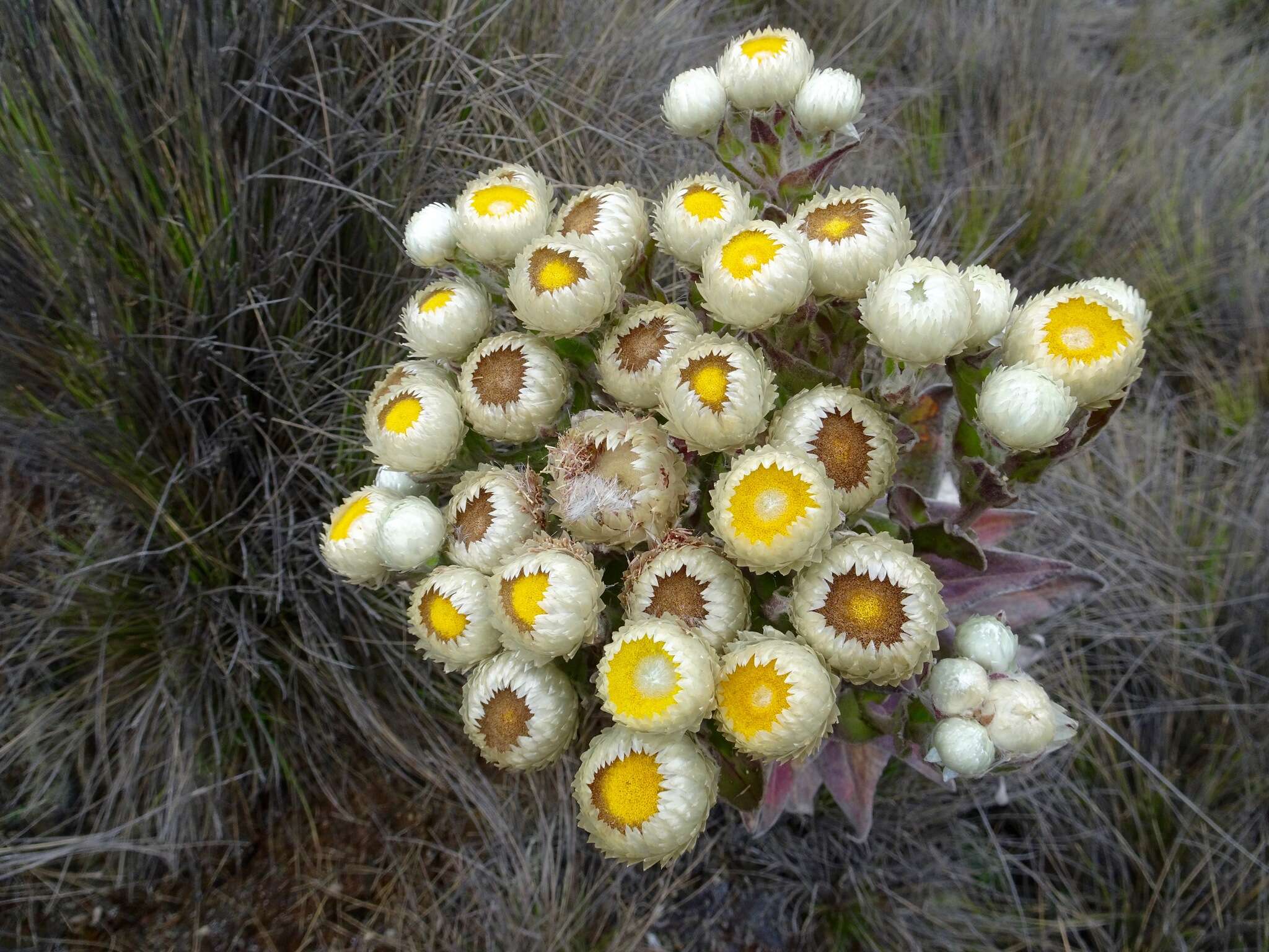 Image de Helichrysum mannii Hook. fil.