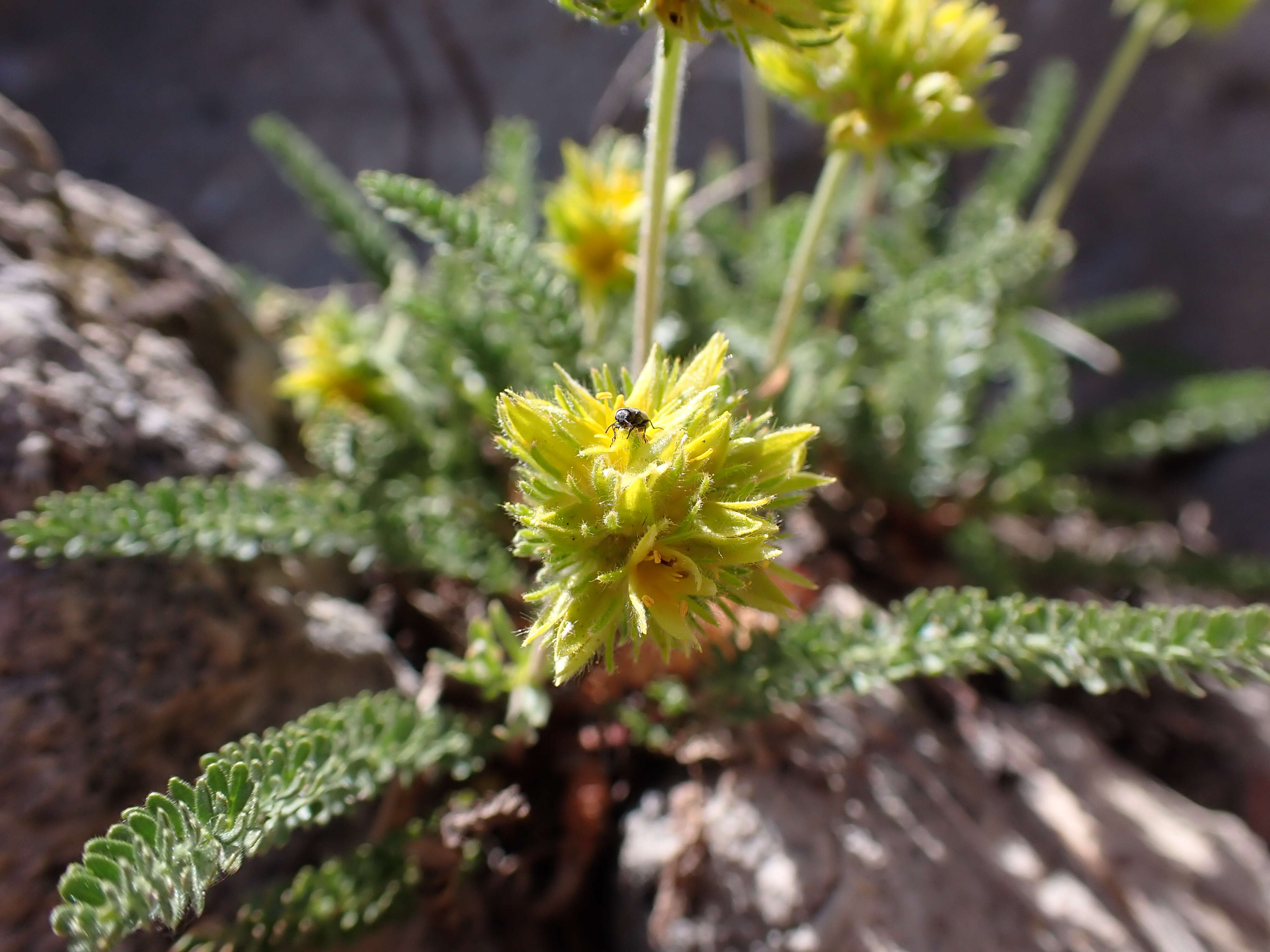 Image de Ivesia gordonii (Hook.) Torr. & Gray