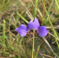 Image of Utricularia delphinioides Thorel ex Pellegr.