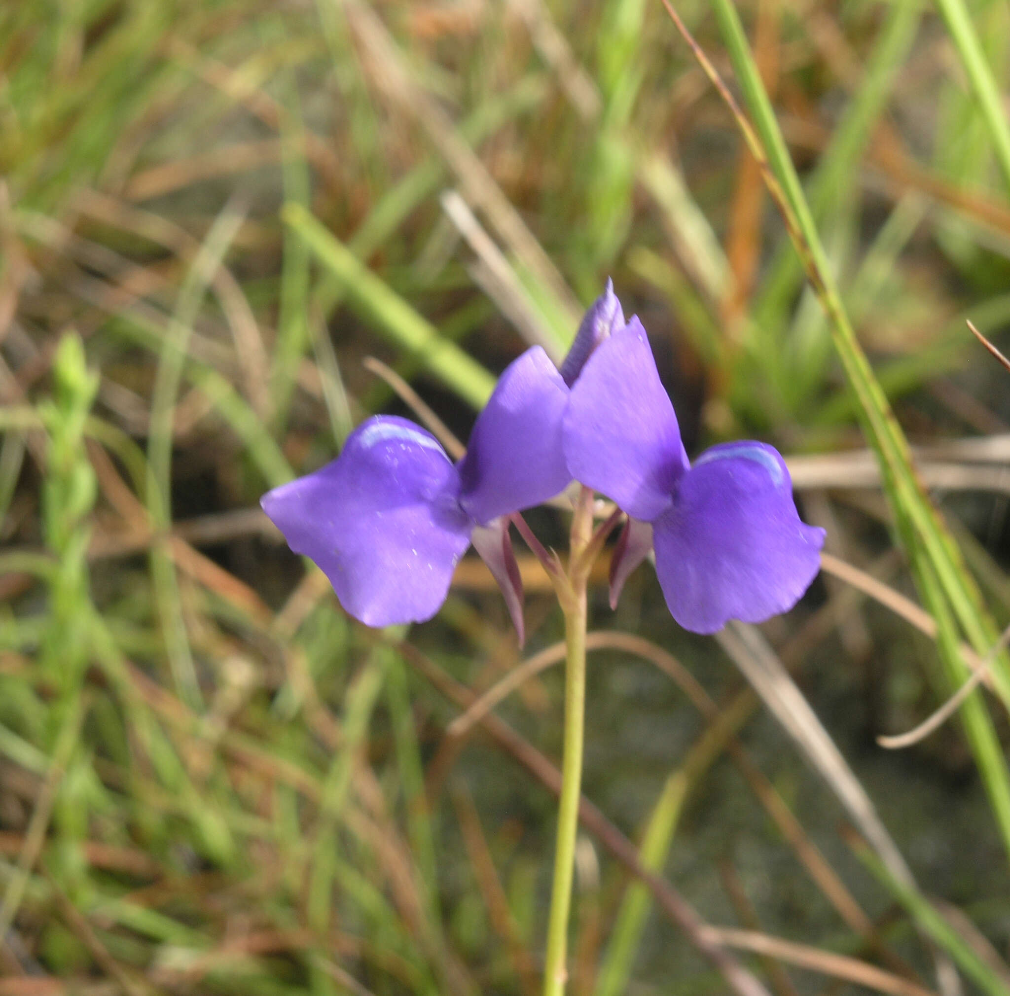 Utricularia delphinioides Thorel ex Pellegr. resmi