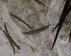 Image of Trichoglossum walteri (Berk.) E. J. Durand 1908