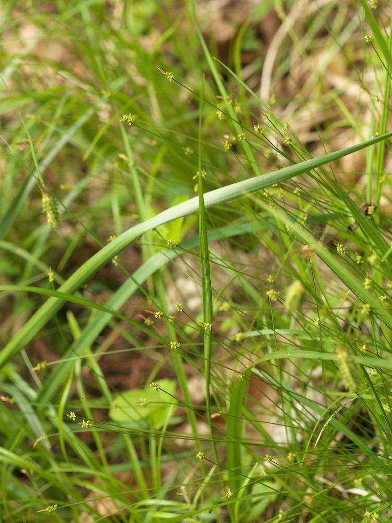 Image of Carex capillacea Boott