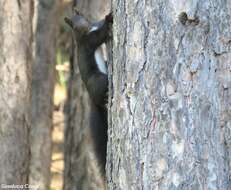 Image of Sciurus meridionalis