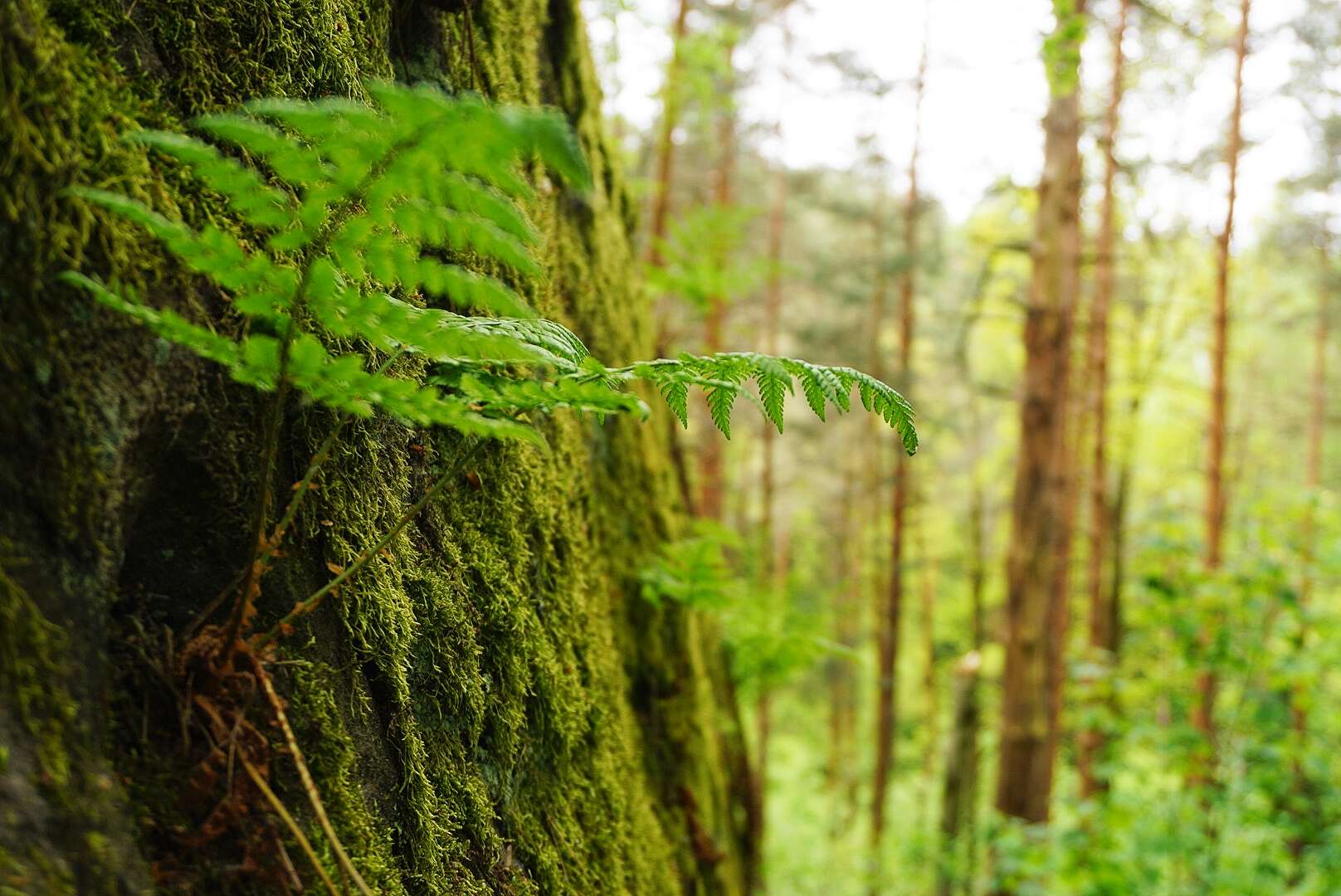 Image of Pteridophyta