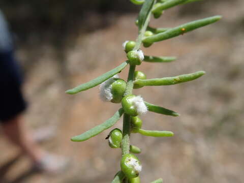 Image of barrier saltbush