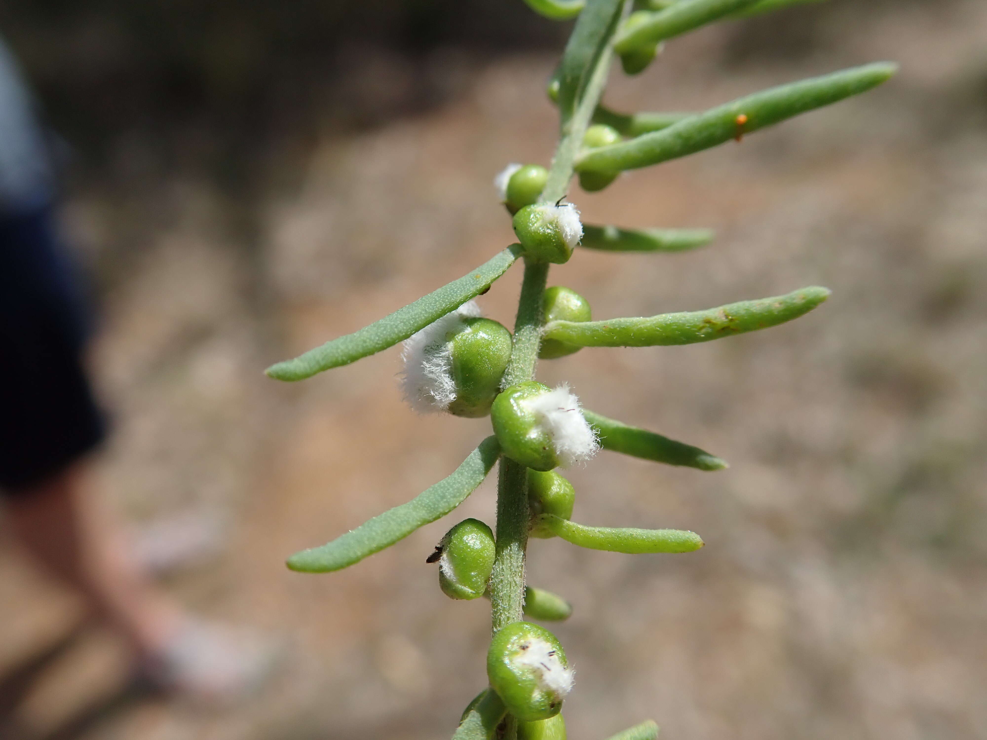 Imagem de Enchylaena tomentosa R. Br.